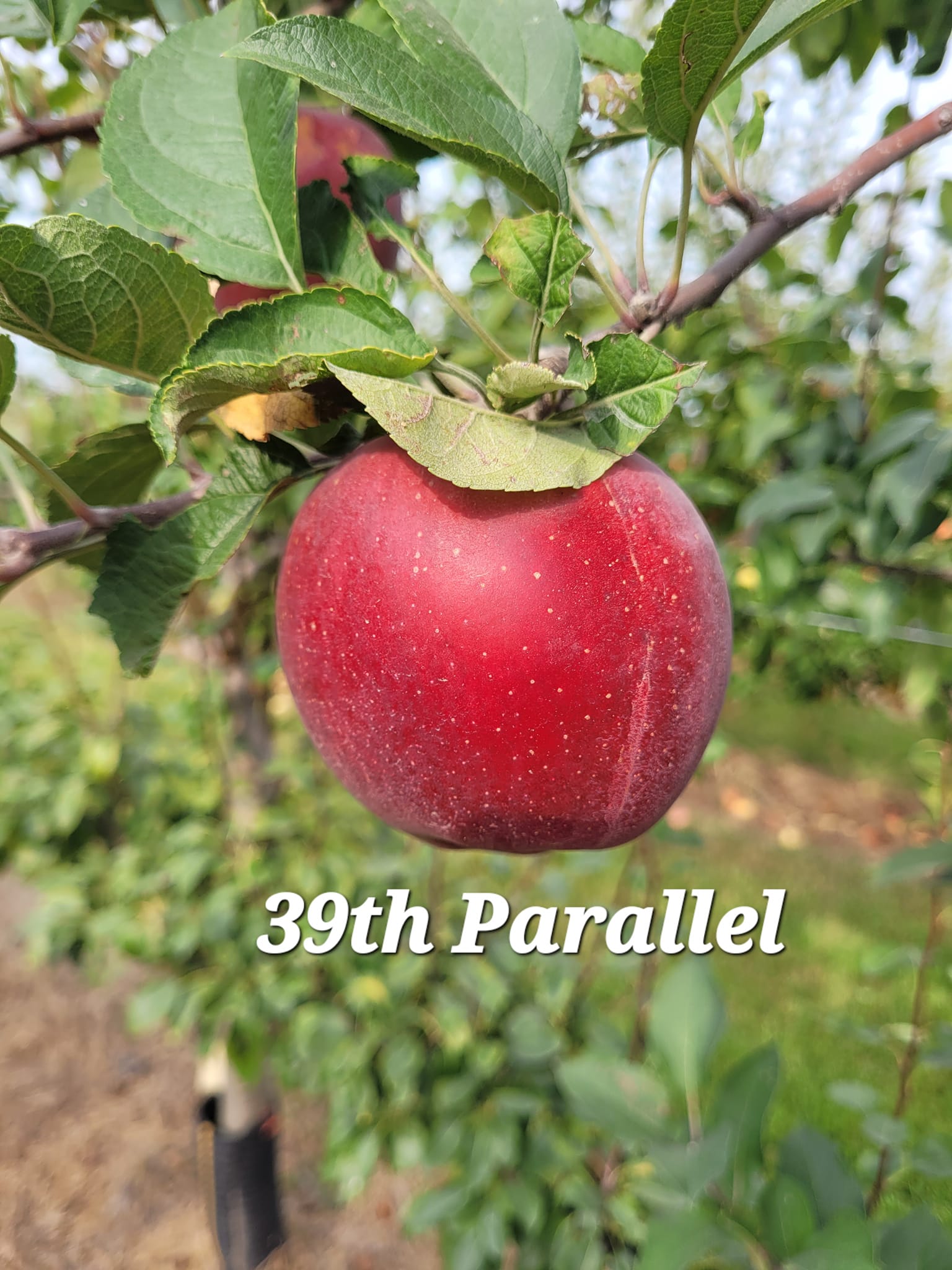 39th parallel apple – 39th Parallel Nursery & Orchard Lawrence, Kansas