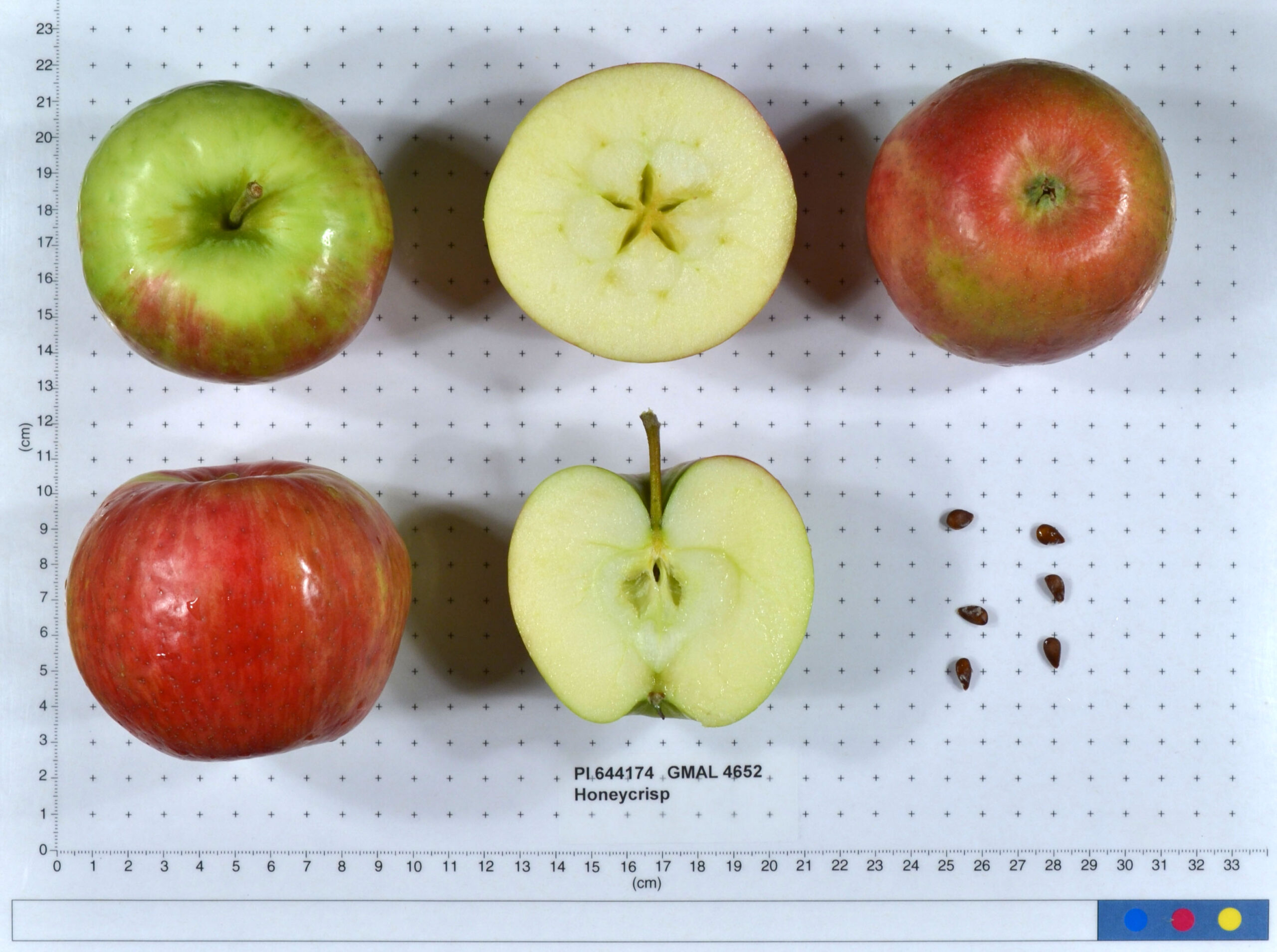 Honeycrisp – 39th Parallel Nursery & Orchard Lawrence, Kansas